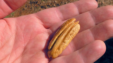 PECAN NUT HARVESTING with clamp type tree shaker