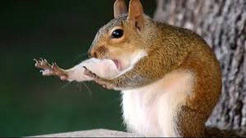 A selection of funny moments with animal #3