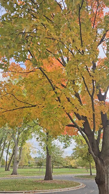 Some Pretty Autumn Colors