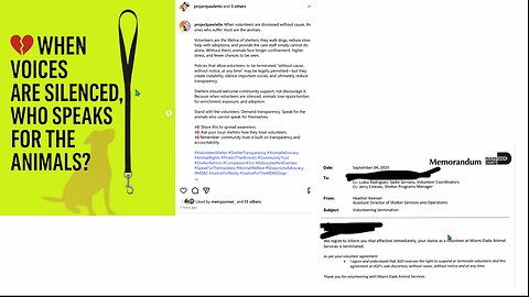 ¡Voluntariado en riesgo! La verdad detrás de Miami-Dade Animal Services