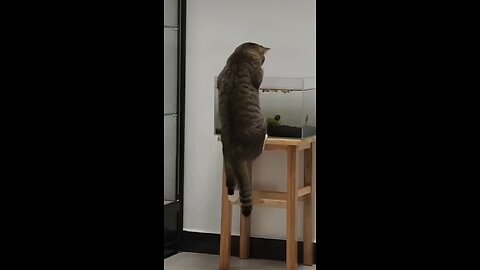 "Caught in the Act! 🐱 Cat Tries to Go Fishing… Indoors!"