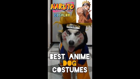 Cosplayer Husky Dog, Naruto #husky #dogs #cosplay #naruto