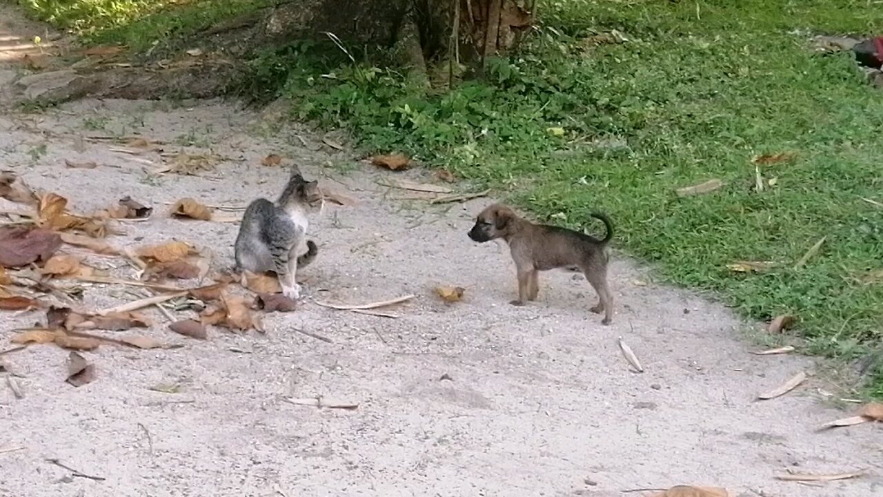 pup & kitten