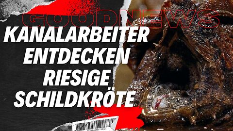 Kanalarbeiter entdecken riesige Schildkröte #geierschildkröte #gefährlich
