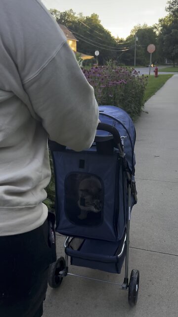 House cat in the out.