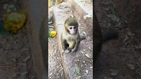 A bit tall monkey