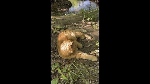 Rijik 🐈 in nature.