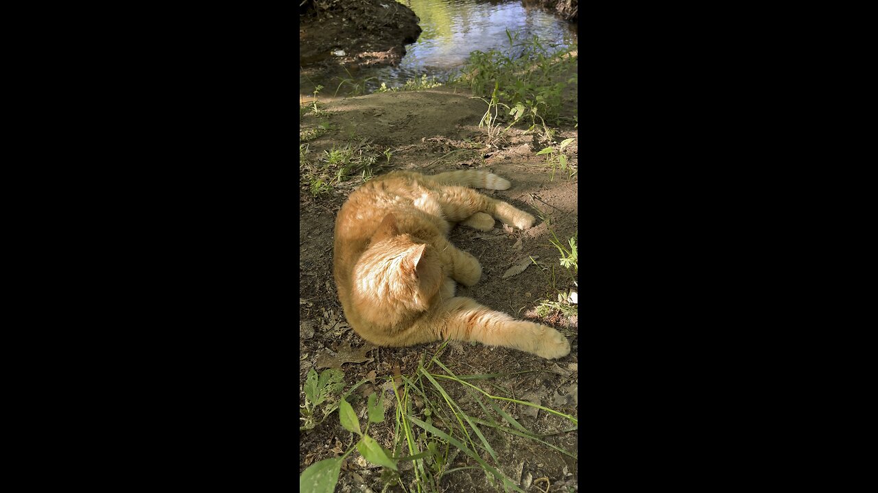 Rijik 🐈 in nature.