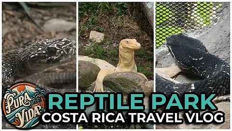 🐍🐢🐊 Snakes, Turtles and More Reptiles In Costa Rica #travel #costarica