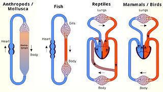 Animal Form and Function: Blood Circulation