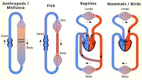 Animal Form and Function: Blood Circulation