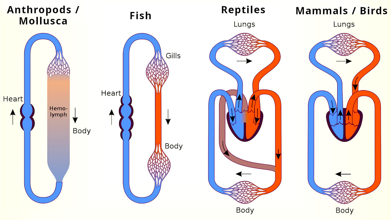 Animal Form and Function: Blood Circulation