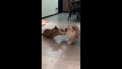 ninja cats