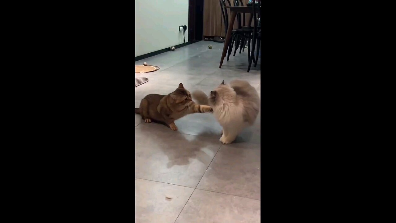 ninja cats