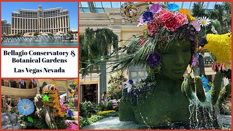 Bellagio Conservatory and Botanical Garden - Amazing Floral Displays - Las Vegas Nevada USA 2025
