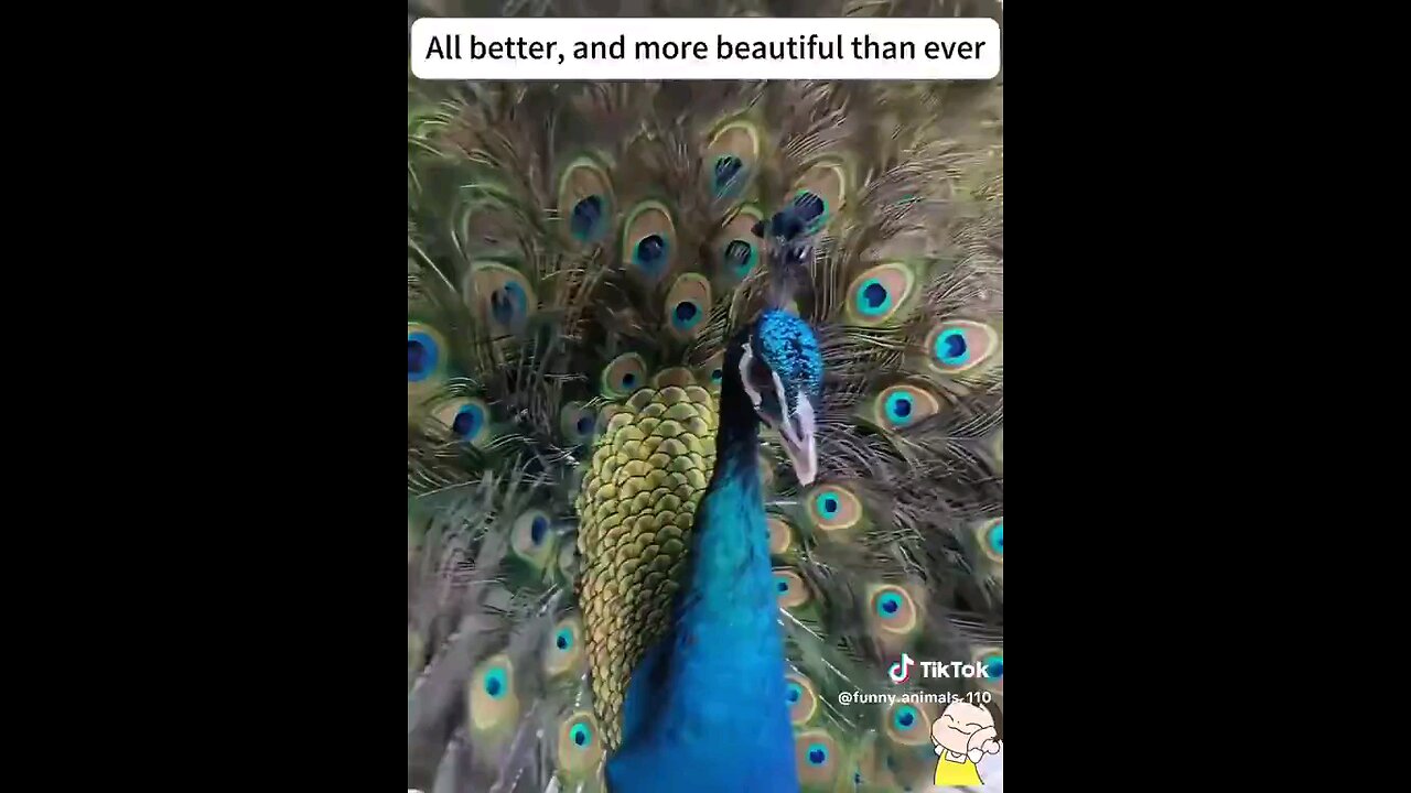 Awe 🫢 He saved a beautiful peacock!! 🦚