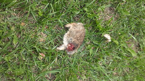 Dead Rabbit Left in My Yard