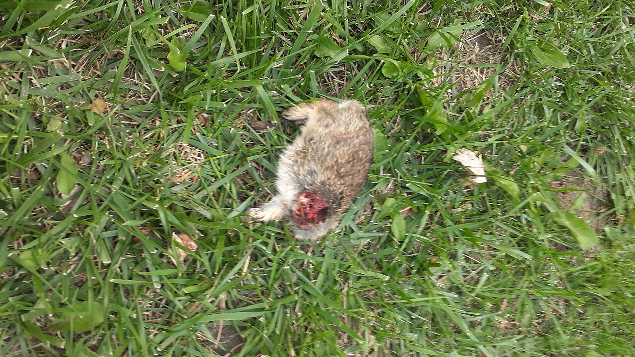 Dead Rabbit Left in My Yard