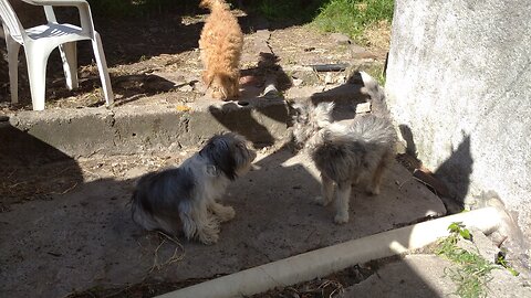 Otra prueba - Mañana previa a Reyes