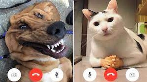 Funniest Cats and Dogs 🐶🐱 | Funny Animal Videos