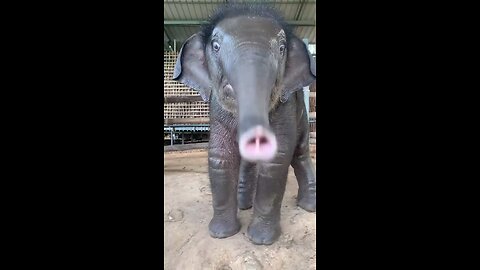 Animal sound funny