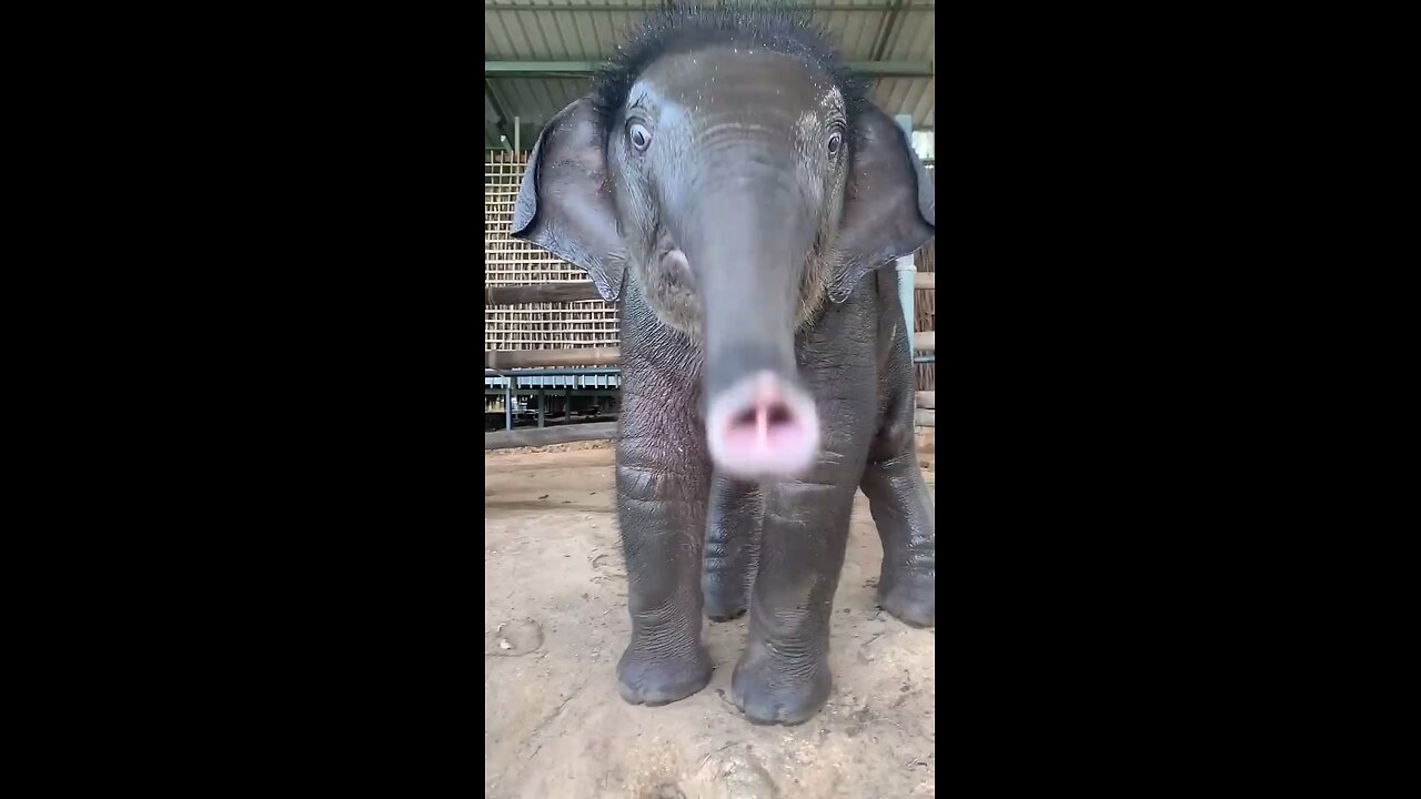 Animal sound funny
