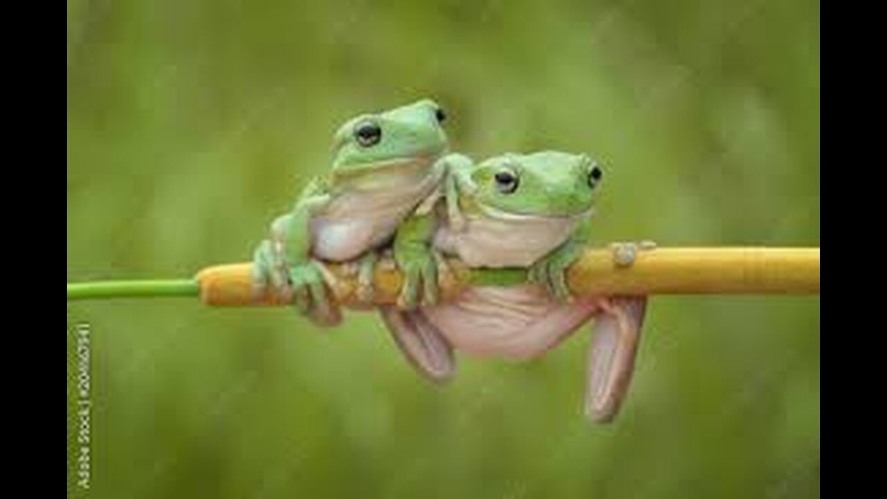 funny animal video