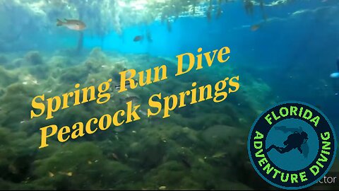 Spring Run Dive Peacock Springs