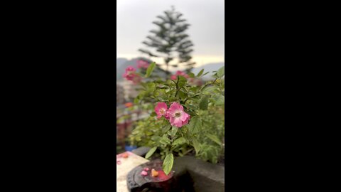 Morningrain