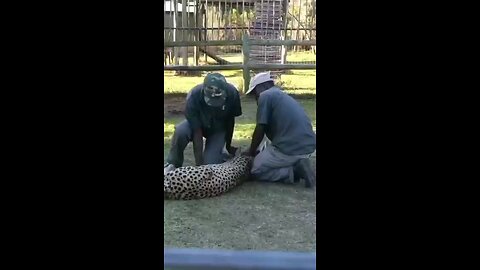 Funny animals moments