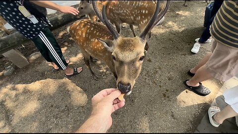Feeding the beautiful wild deer of Nara