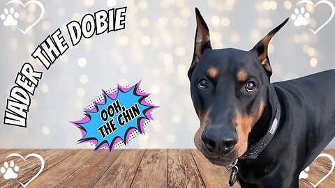 Doberman Discipline: Chromey the Shiny Jerk