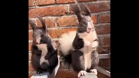 Emotional sounds that squirrels make!!!