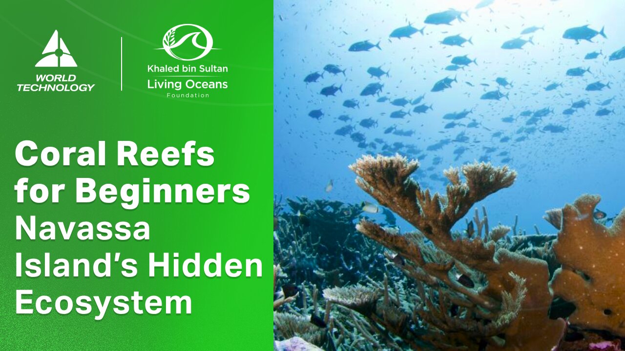 Coral Reefs Explained: The Hidden World Beneath | Living Oceans Foundation