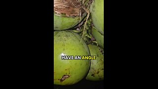 Wind Almost Blows Me Down 60ft! Coconut Nighthunt 나무 위에 있을때 바람이! #coconut