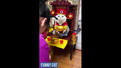 Purrfectly Adorable: Meet the Fluffiest Cats on Rumble! Hashtags: #cats #cutecats #kittens 