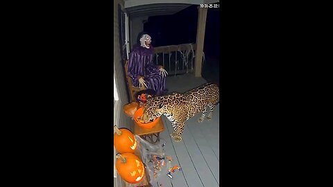 Nanba, one-line title suggestion: "Cheeta Funny Prank 🐆🤣 | Exclusive E7DIGITAL TV"