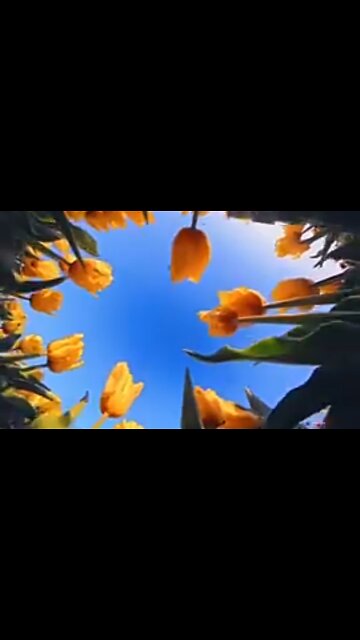 HINDRANCES TO KNOWING GOD'S WILL - DAILY DEVOTIONAL ❤️