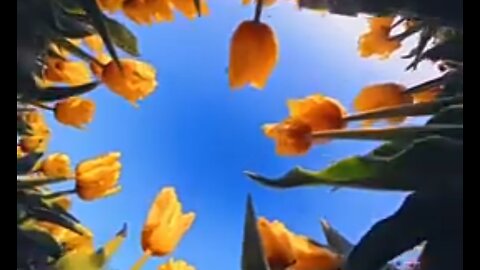HINDRANCES TO KNOWING GOD'S WILL - DAILY DEVOTIONAL ❤️