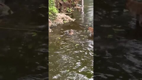 can dive monkey