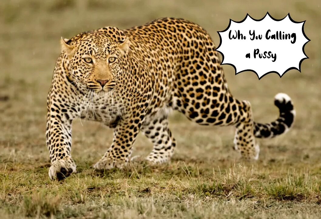 Funny Skit from The Leopard Man