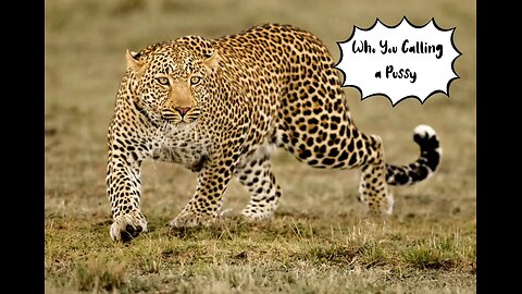 Funny Skit from The Leopard Man