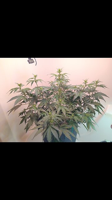 Gorilla Cookies auto week 4 day 5