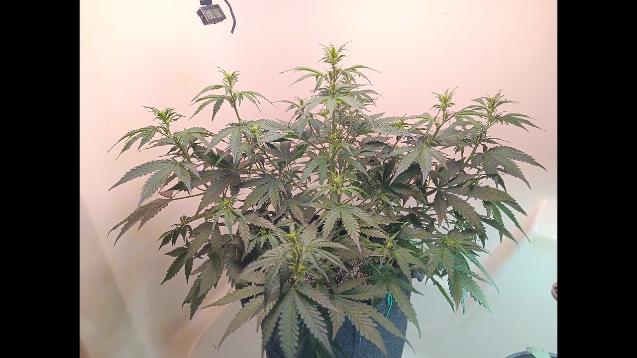 Gorilla Cookies auto week 4 day 5