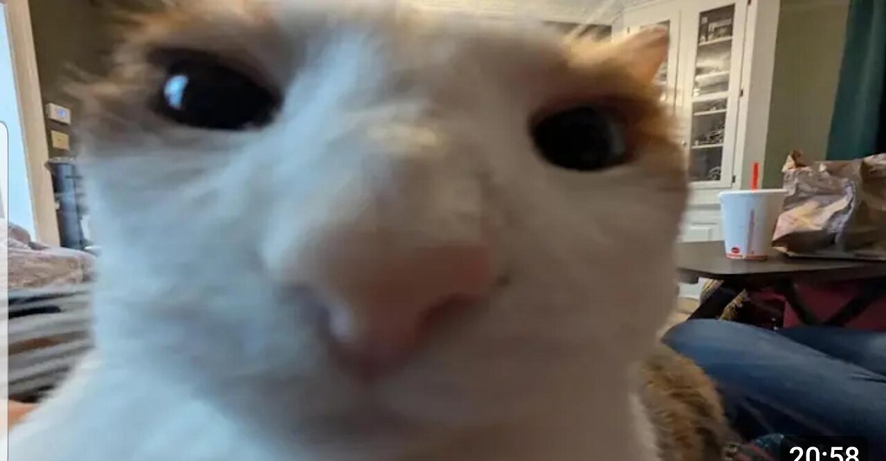 Cute Pets Doing Ridiculous Things