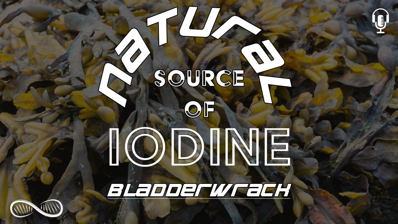Bladderwrack ♀️ A natural Iodine source that brings the divine feminine into balance