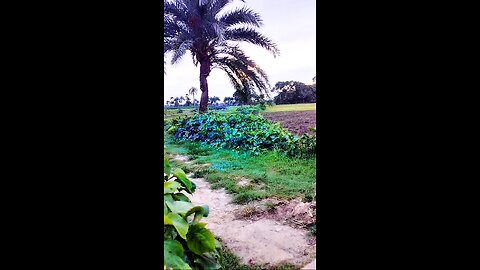 amazing 😍😍 Funny short Video