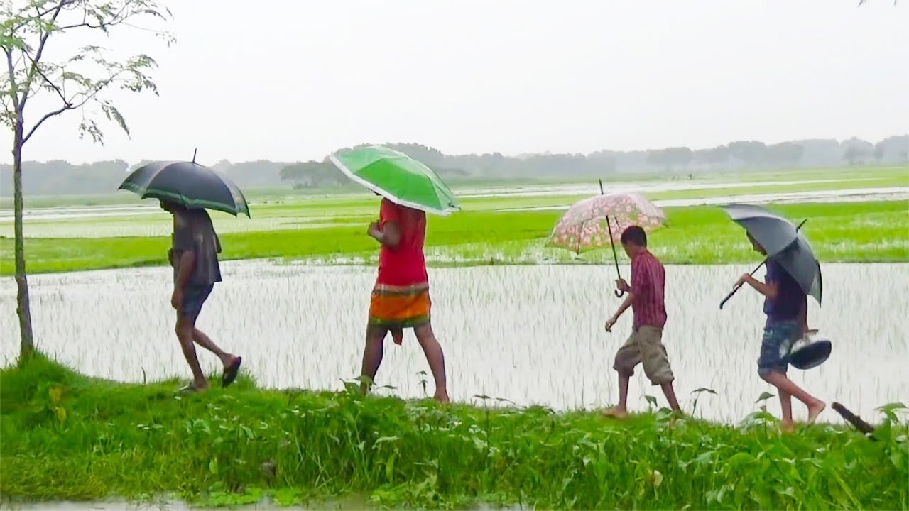 Sri Lankan village on a rainy day and experience the vibrant life of a traditional fish market! 🐟🌧️