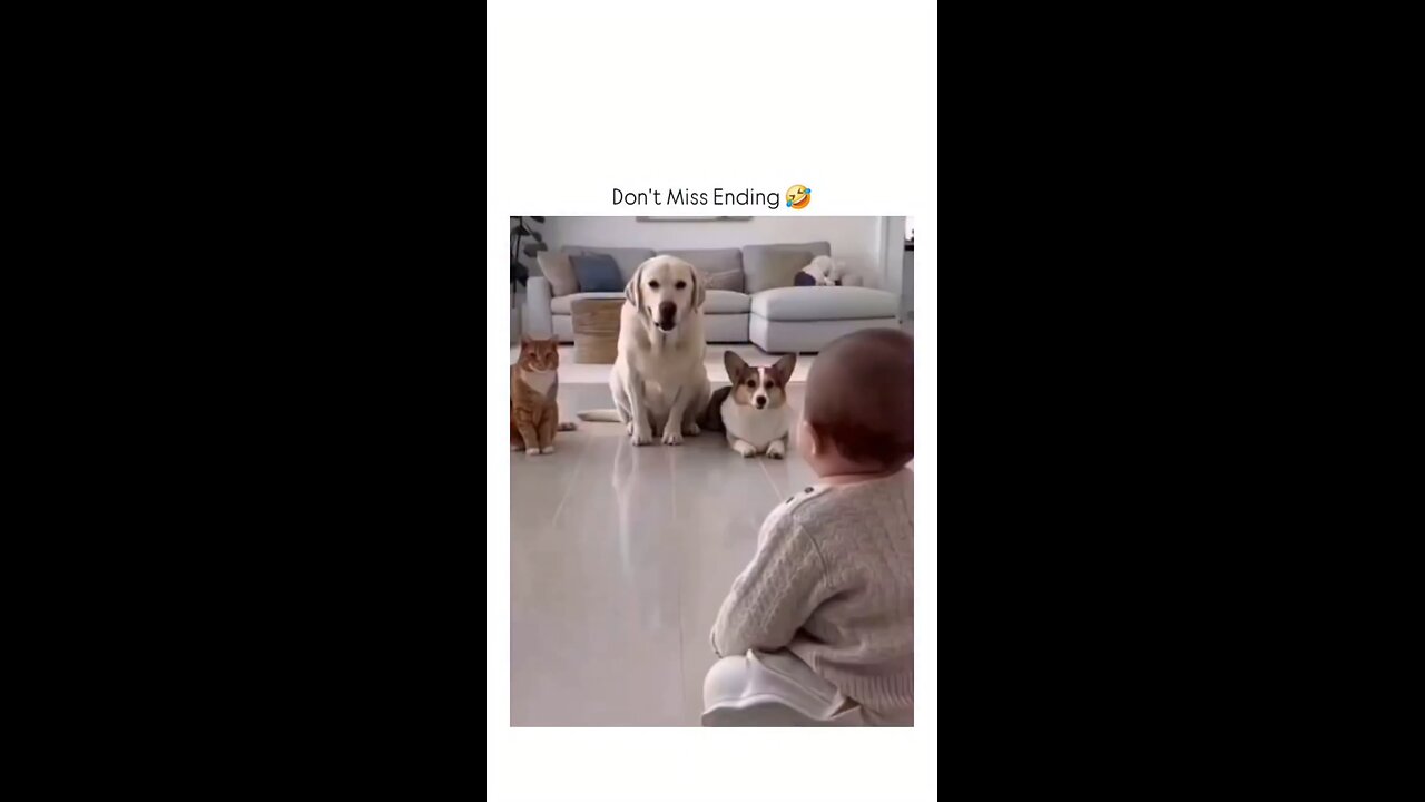 funny dog and cat video