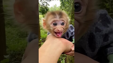 A baby monkey’s smile reminds us that joy is found in the little things. ❤️🐵